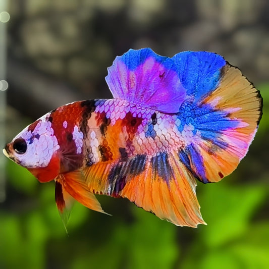 Multicolor Candy Galaxy HMPK Betta Fish Male