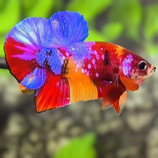 Multicolor Candy Purple Galaxy HMPK Betta Fish Male