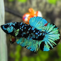 Avatar Turquoise HMPK Betta Fish Male