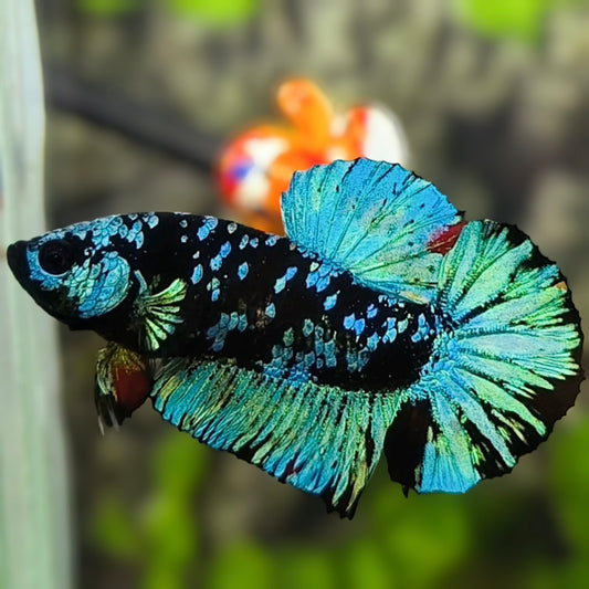 Avatar Turquoise HMPK Betta Fish Male