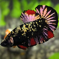 Avatar Blackstar Copper Purple Gold HMPK Betta Fish Male