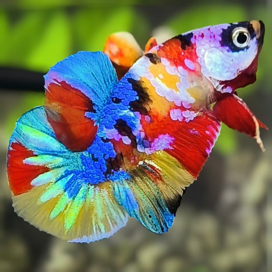 Multicolor Yellowbase Galaxy HMPK Betta Fish Male