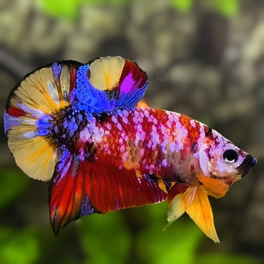 Multicolor Candy Pink Galaxy HMPK Betta Fish Male