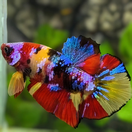 Multicolor Yellowbase Galaxy HMPK Betta Fish Male