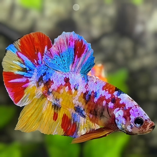 Multicolor Yellowbase Candy Galaxy HMPK Betta Fish Male