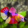 Multicolor Yellowbase Pink Candy Galaxy HMPK Betta Fish Male