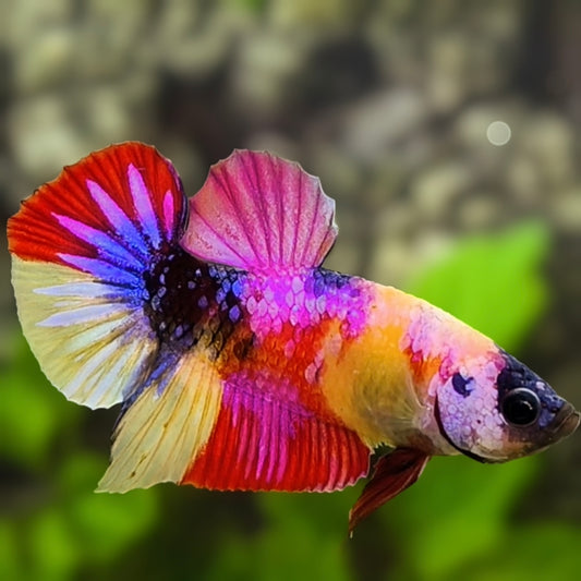 Multicolor Yellowbase Pink Candy Galaxy HMPK Betta Fish Male