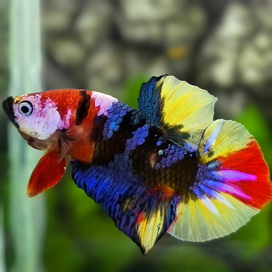Multicolor Black Galaxy HMPK Betta Fish Male