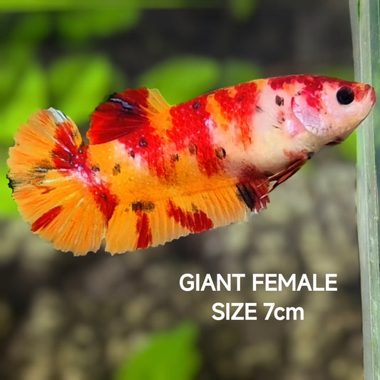 Leopard Nemo Koi JUMBO GIANT HMPK Betta Fish Female