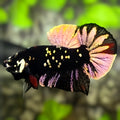 Avatar Blackstar Copper Gold HMPK Betta Fish Male