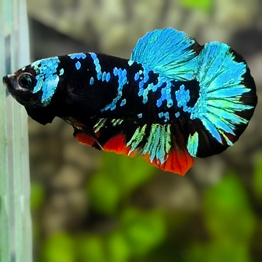 Avatar Turquoise HMPK Betta Fish Male
