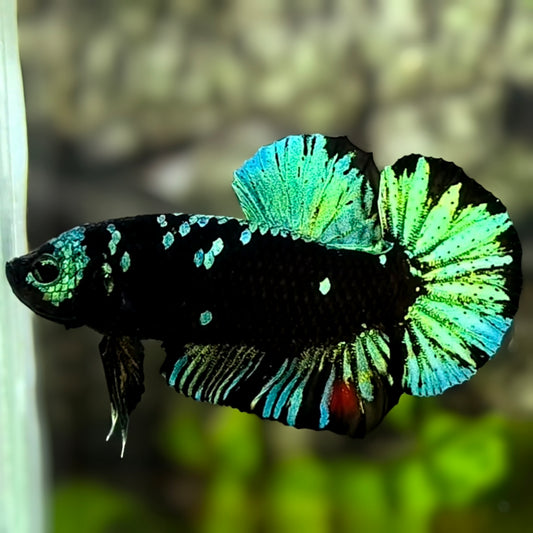 Avatar Blackstar Green HMPK Betta Fish Male