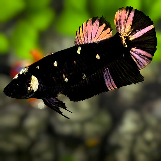 Avatar Blackstar Copper Purple Gold HMPK Betta Fish Female For Sorority / Breed