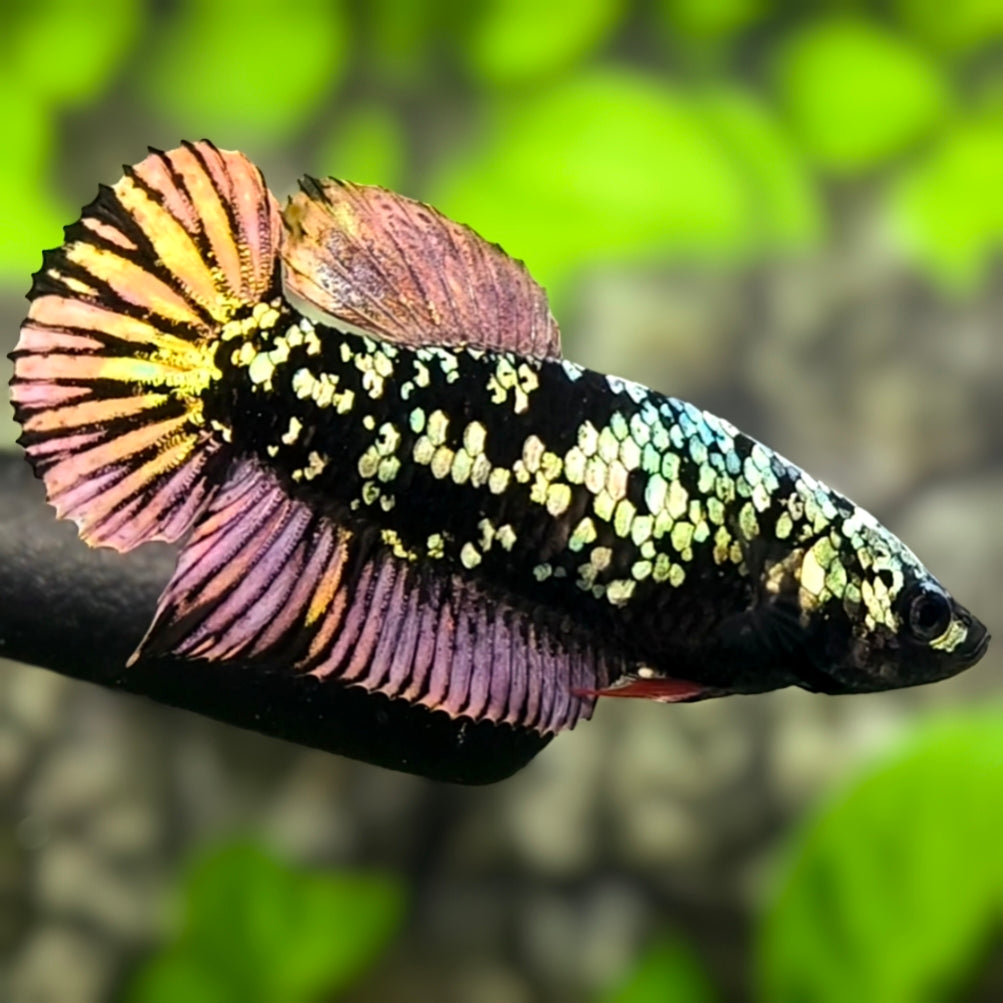 Avatar Copper Purple Gold HMPK Betta Fish Female For Sorority / Breed