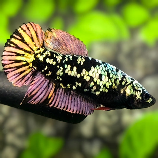 Avatar Copper Purple Gold HMPK Betta Fish Female For Sorority / Breed