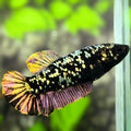 Avatar Copper Purple Gold HMPK Betta Fish Female For Sorority / Breed