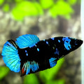 Avatar Blackstar Turquoise HMPK Betta Fish Female For Sorority / Breed