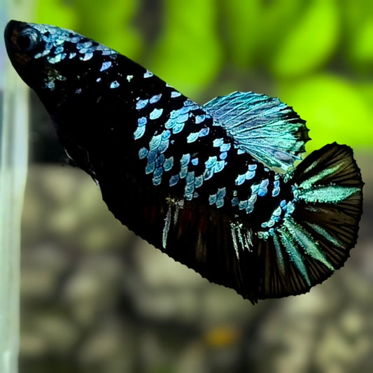 Avatar Blackstar Grey HMPK Betta Fish Female For Sorority / Breed