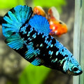 Avatar Blackstar Turquoise HMPK Betta Fish Female For Sorority / Breed