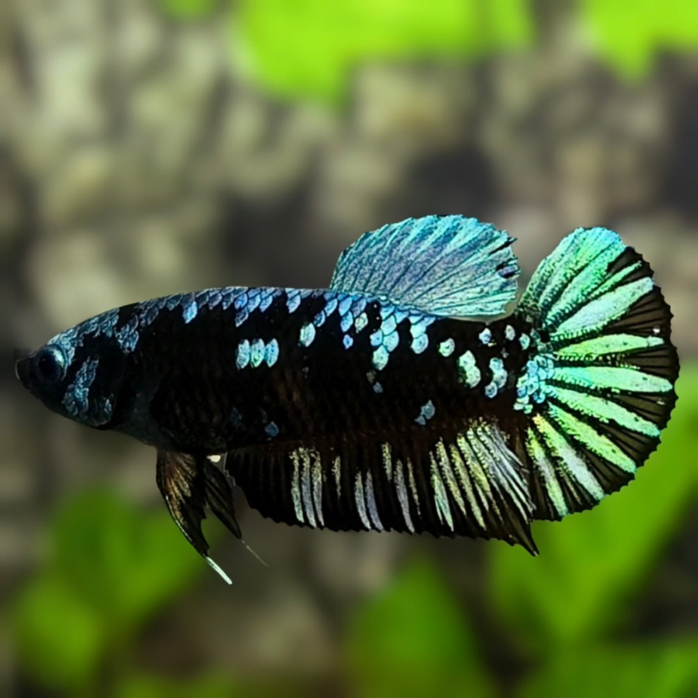 Avatar Blackstar Grey HMPK Betta Fish Female For Sorority / Breed