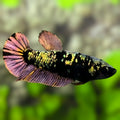 Avatar Copper Purple Gold HMPK Betta Fish Female For Sorority / Breed
