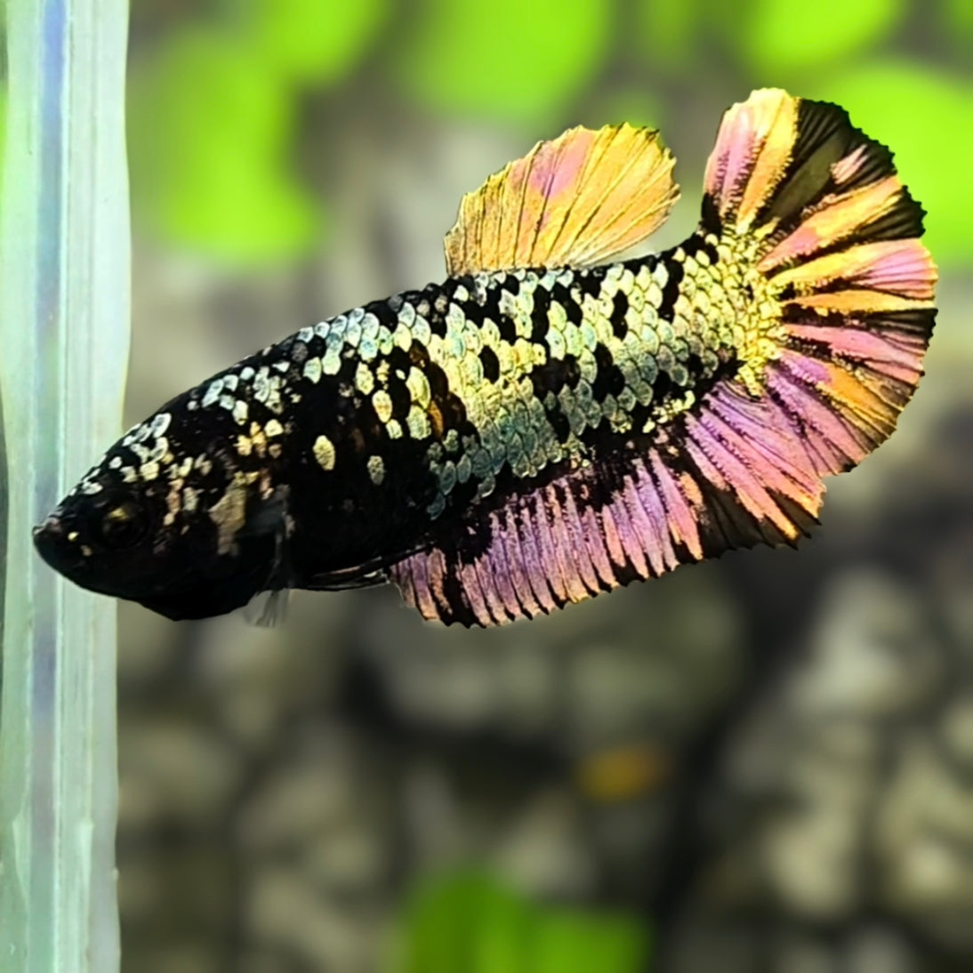 Avatar Copper Purple Gold HMPK Betta Fish Female For Sorority / Breed