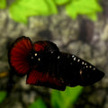 Avatar Blackstar Copper Red Vampire HMPK Betta Fish Female For Sorority / Breed