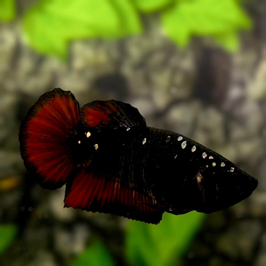 Avatar Blackstar Copper Red Vampire HMPK Betta Fish Female For Sorority / Breed