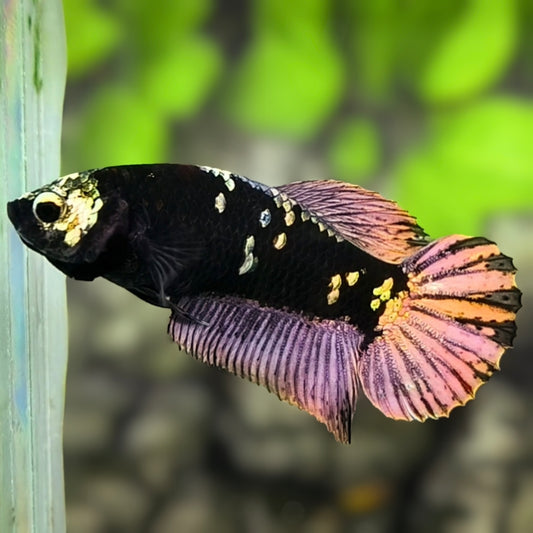 Avatar Blackstar Copper Purple Gold HMPK Betta Fish Female For Sorority / Breed