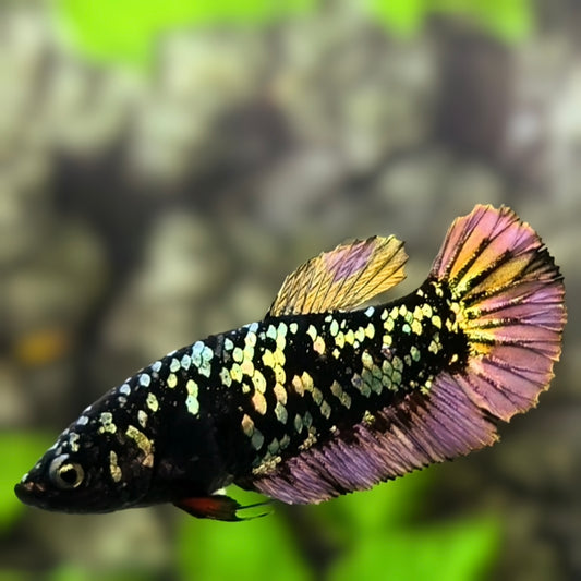 Avatar Blackstar Copper Purple Gold HMPK Betta Fish Female For Sorority / Breed