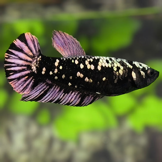 Avatar Blackstar Copper Purple HMPK Betta Fish Female For Sorority / Breed