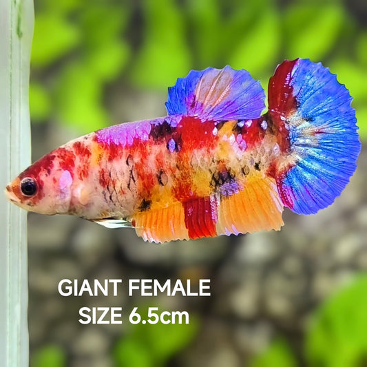 Multicolor Koi Candy Galaxy JUMBO GIANT HMPK Betta Fish Female