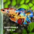 Multicolor Galaxy JUMBO GIANT HMPK Betta Fish Female