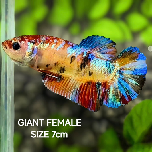 Multicolor Galaxy JUMBO GIANT HMPK Betta Fish Female