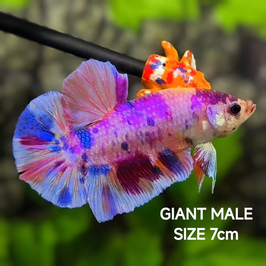 Multicolor Purple Pink Candy JUMBO GIANT HMPK Betta Fish Male