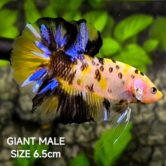 Yellow Tiger Koi Galaxy JUMBO GIANT HMPK Betta Fish Male