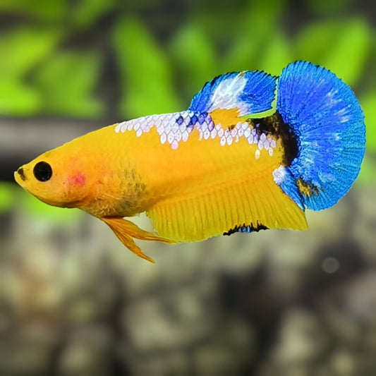 Yellow Hellboy Blue Tail HMPK Betta Fish Female For Sorority / Breed