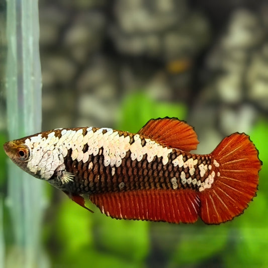 Red Samurai HMPK Betta Fish Female For Sorority / Breed