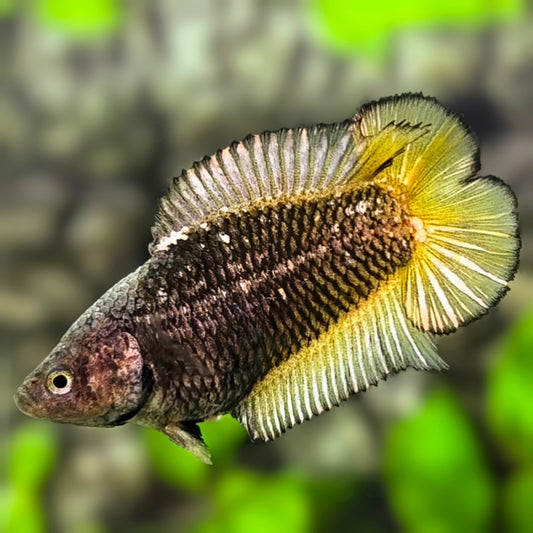 Black Yellow Pineapple Doubletail HMPK Betta Fish Female For Sorority / Breed