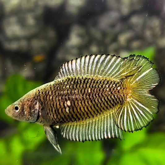 Black Yellow Pineapple Doubletail HMPK Betta Fish Female For Sorority / Breed