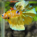 Yellow Barongsai Galaxy Halfmoon Betta Fish Male