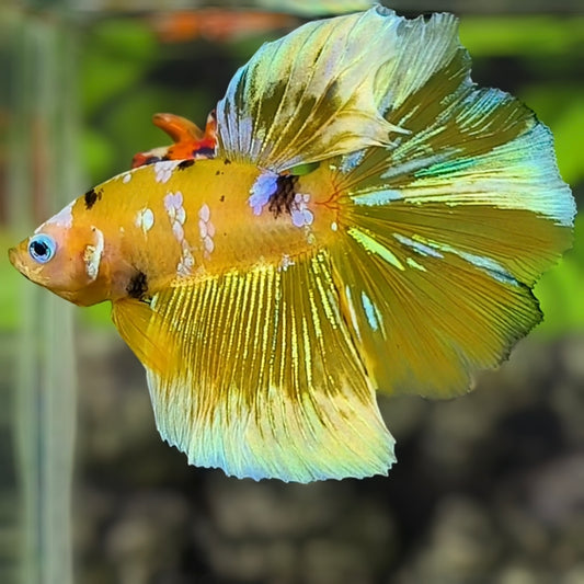 Yellow Barongsai Galaxy Halfmoon Betta Fish Male
