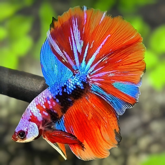 Multicolor Red Galaxy Halfmoon Betta Fish Male
