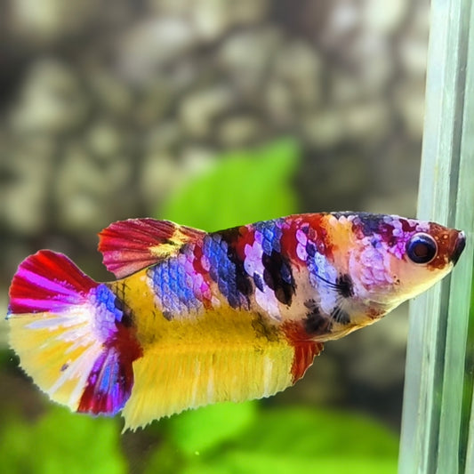 Multicolor Yellowbase Candy Galaxy HMPK Betta Fish Female For Sorority / Breed