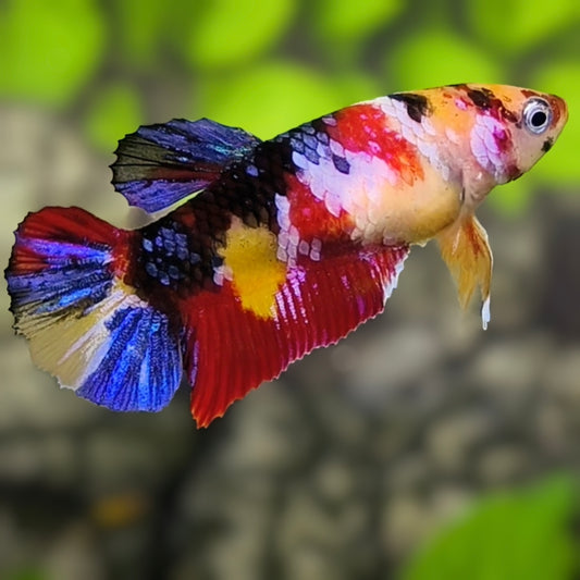 Multicolor Galaxy HMPK Betta Fish Female For Sorority / Breed