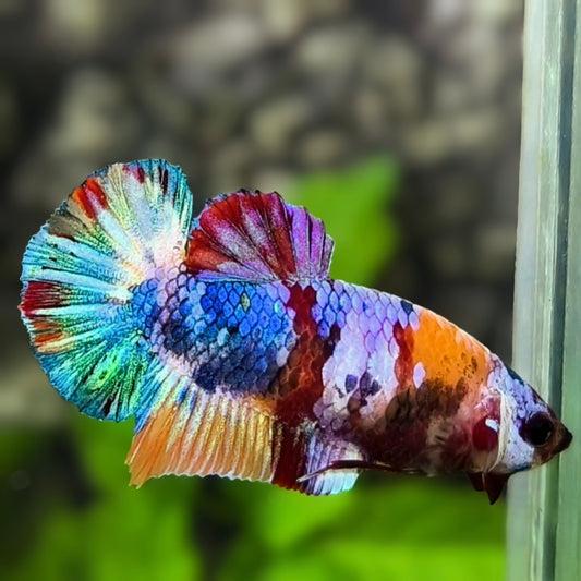 Multicolor Galaxy HMPK Betta Fish Female For Sorority / Breed