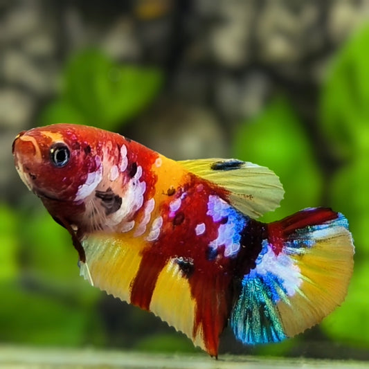Multicolor Yellowbase Galaxy HMPK Betta Fish Female For Sorority / Breed