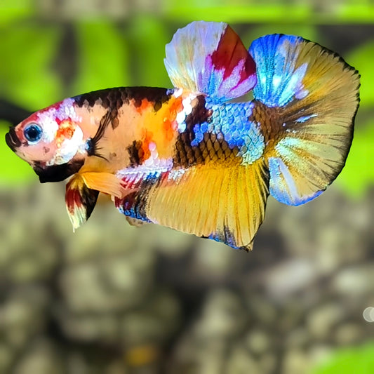Multicolor Tiger Galaxy HMPK Betta Fish Male