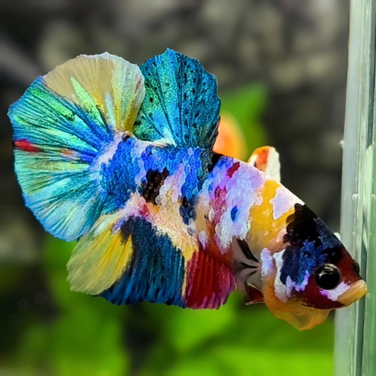 Multicolor Yellowbase Galaxy HMPK Betta Fish Male