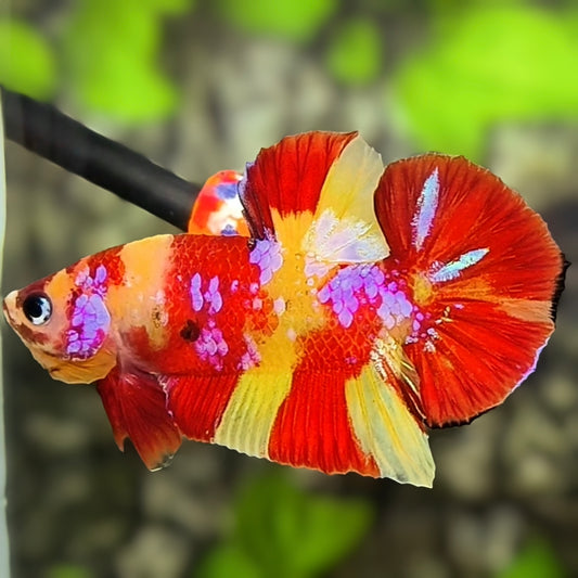 Nemo Koi Yellowbase Pink Galaxy HMPK Betta Fish Male